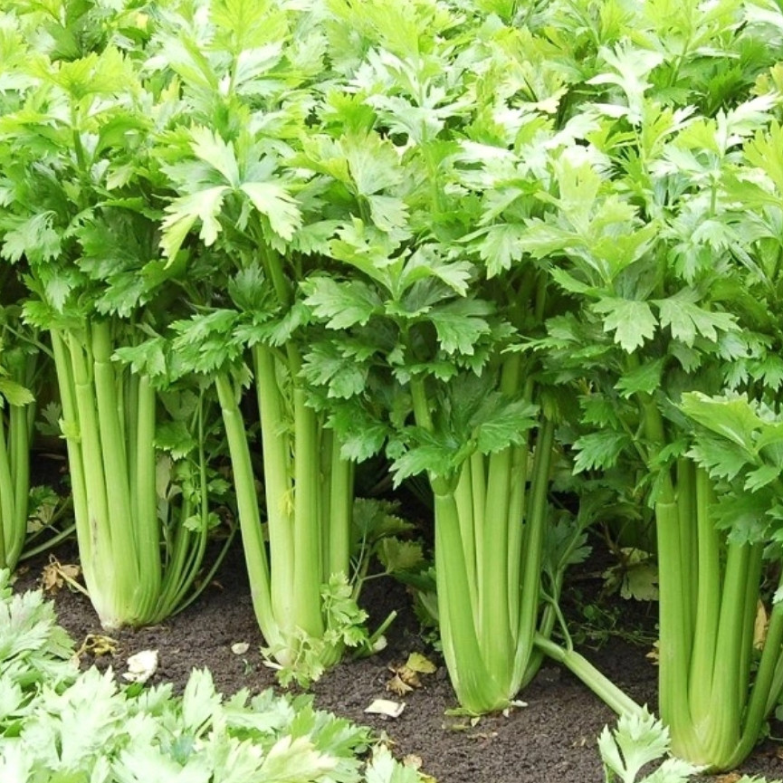 CẦN TÂY - VỊ THUỐC TỰ NHIÊN AI CŨNG CẦN