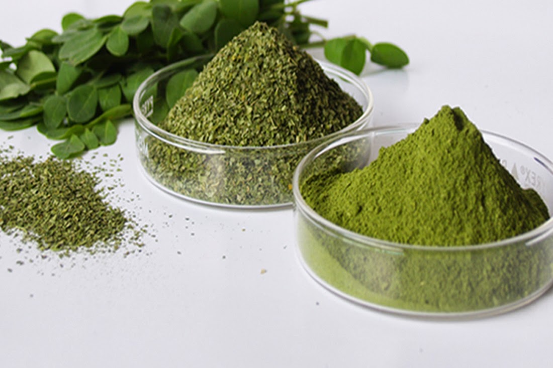 Tác dụng vượt trội của bột chùm ngây