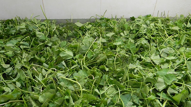 Vùng nguyên liệu và SX