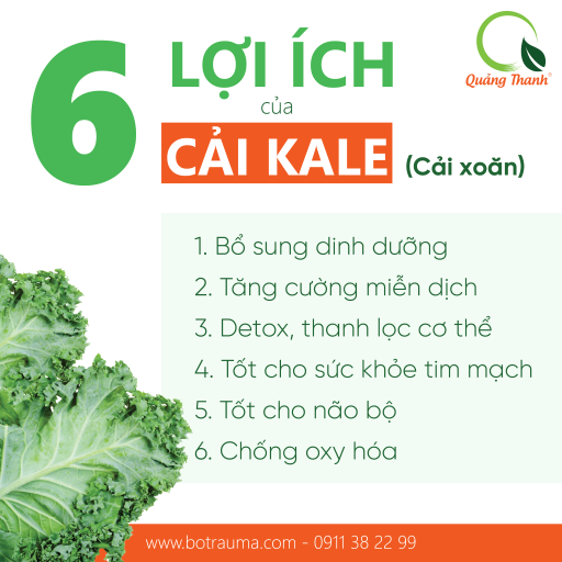 Bột Cải Kale - Hộp 30g - FREESHIP ĐƠN TỪ 495k