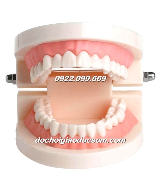 Mô hình mô phỏng hàm răng mọc ngầm