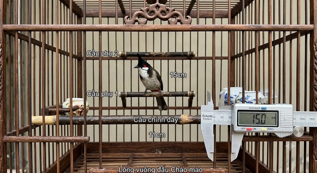 Cách bố trí phụ kiện lồng chim chào mào thi đấu chuẩn để chim phát huy tối đa phong độ