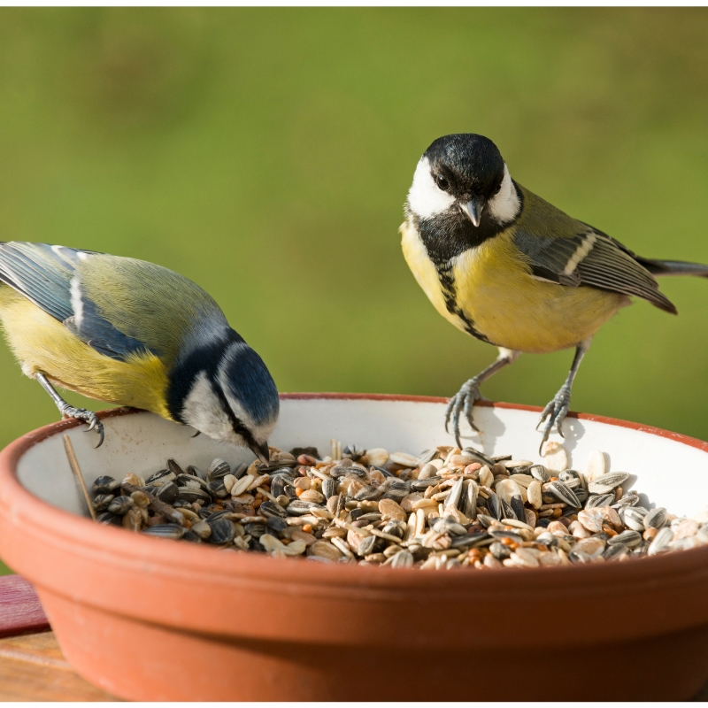 Điểm danh các loại cám chim phổ biến tại Camchimthuytuan.vn năm 2024