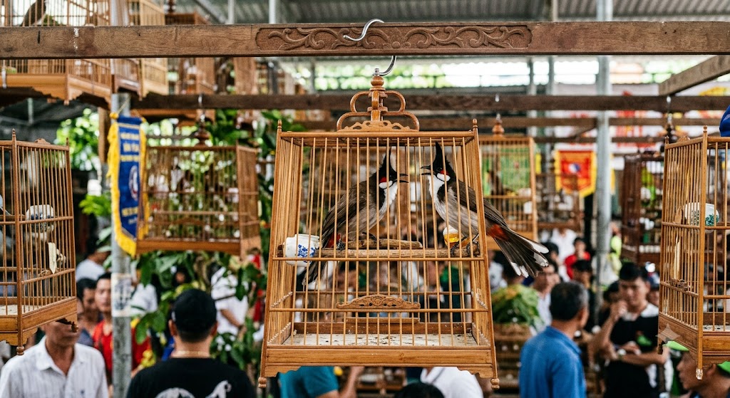 Lộ Trình Luyện Chào Mào Bổi Thành Chim Thi Đấu Từ A - Z