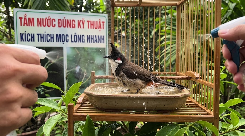 chào mào vệ sinh bộ lông sạch sẽ