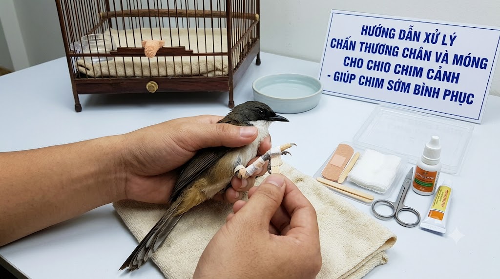 Kỹ thuật xử lý chấn thương chân và móng cho chim cảnh giúp chim sớm bình phục.
