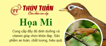 Cám chim họa mi