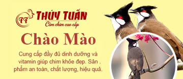 Cám chim chào mào