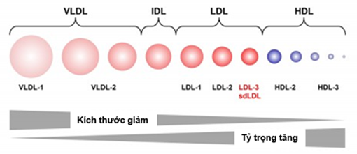 LDL-C nhỏ