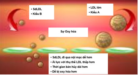 LDL-C nhỏ