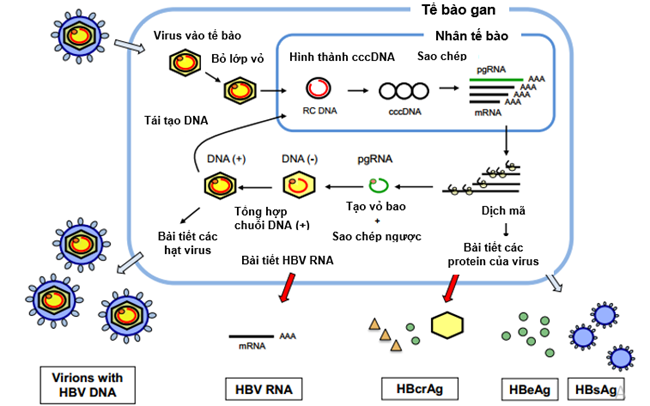 RNA tiền gen của virus viêm gan B