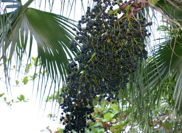Acai Berry là gì và công dụng ra sao