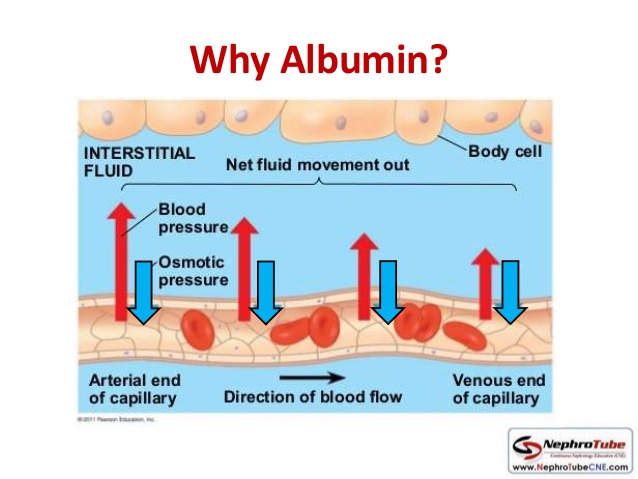 Albumin là gì và công dụng ra sao