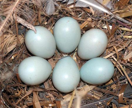 ăn gì bổ não tăng cường trí nhớ