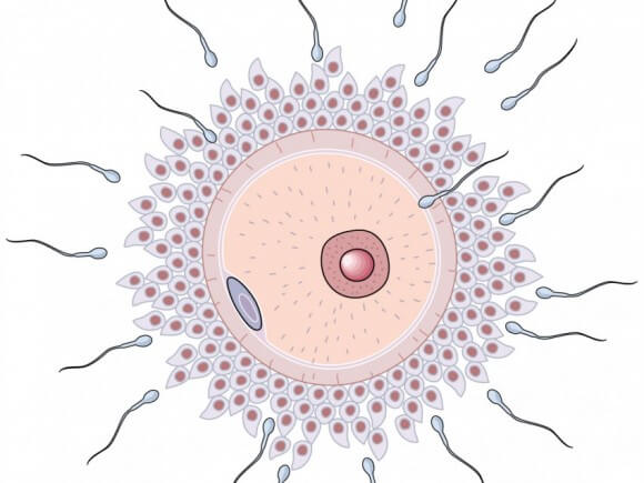 ăn gì để tăng chất lượng tinh trùng