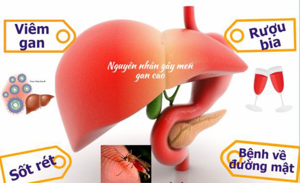 Ăn uống gì để hạ men gan cao an toàn hiệu quả