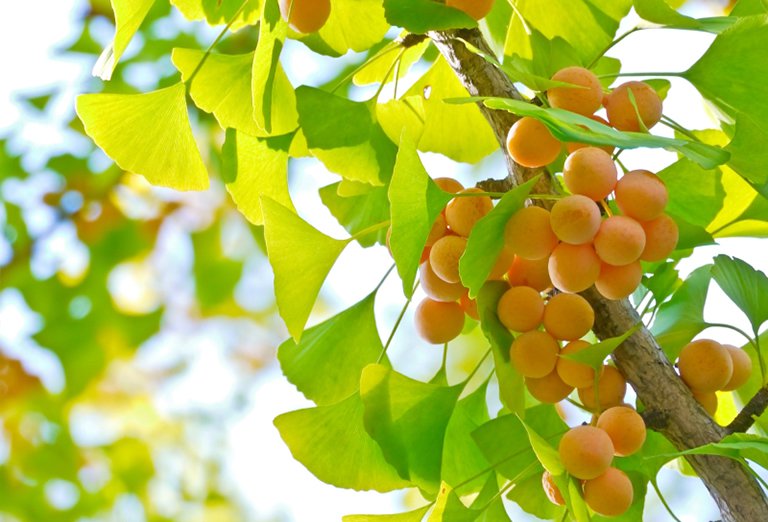 Bạch quả có tác dụng gì với sức khỏe con người