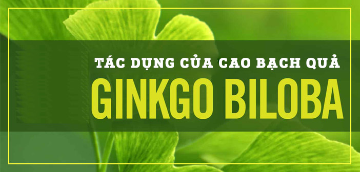 Bạch quả có tác dụng gì với sức khỏe con người