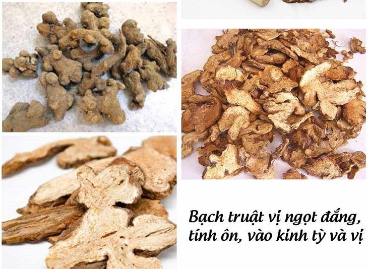 Bạch truật có tác dụng gì với sức khỏe con người
