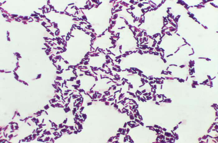 Bacillus Coagulans là gì và công dụng của nó ra sao