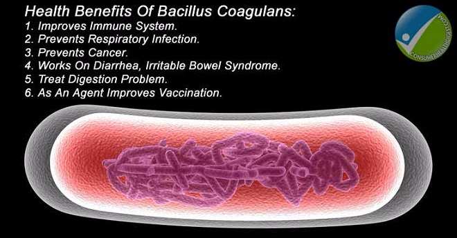 Bacillus Coagulans là gì và công dụng của nó ra sao