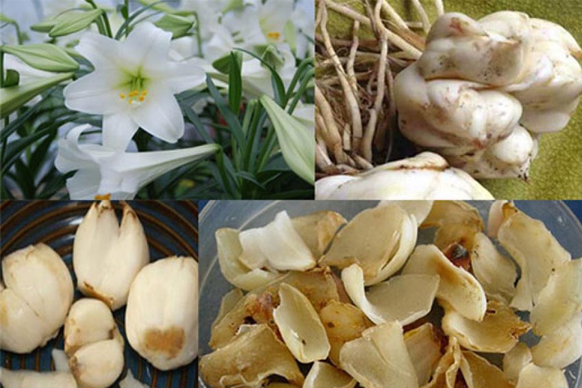 bài thuốc bổ phổi