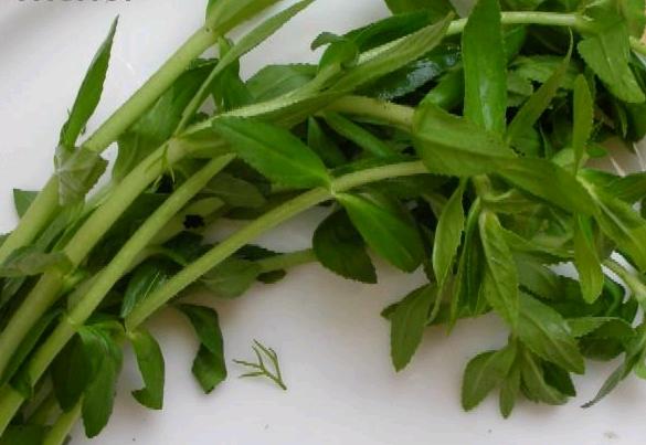 Bài thuốc chữa bệnh sỏi thận bằng thuốc nam hiệu quả