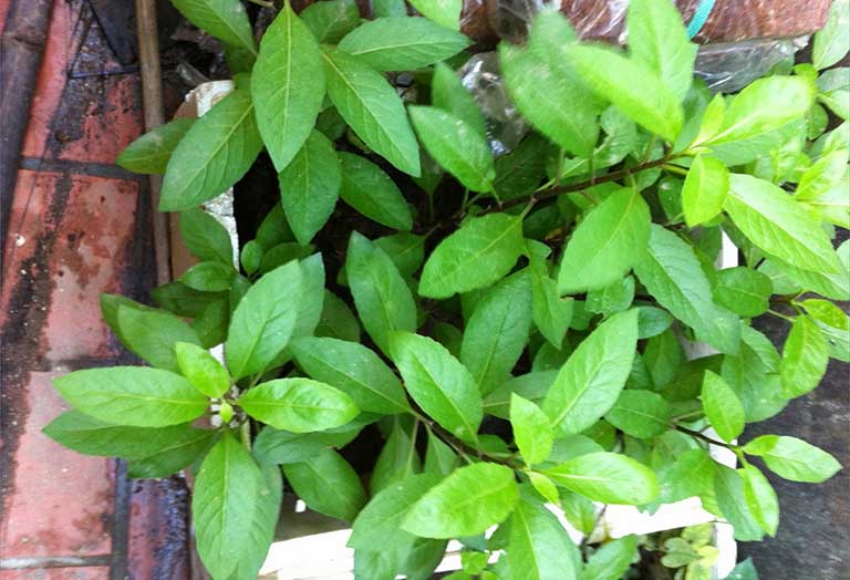 Bài thuốc chữa dứt điểm bệnh tiểu đường hiệu quả