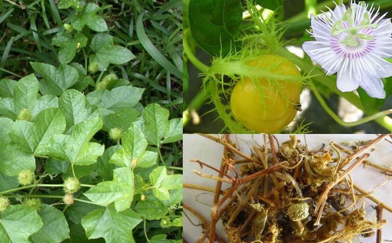 Bài thuốc chữa mất ngủ từ cây lạc tiên hiệu quả an toàn