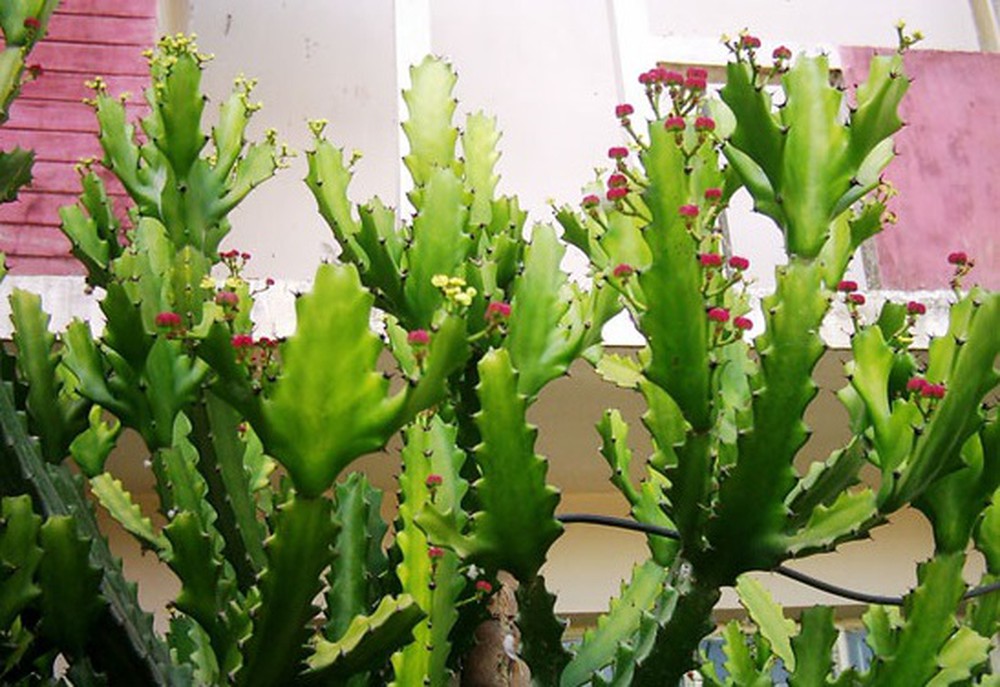 Bài thuốc dân gian chữa bệnh thoái hóa cột sống an toàn hiệu quả