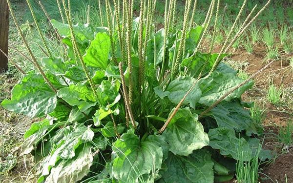 Bài thuốc trị nám da mặt hiệu quả