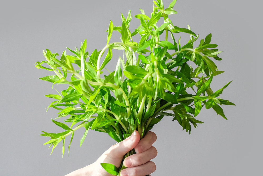 Bài thuốc trị sỏi thận trong dân gian an toàn hiệu quả