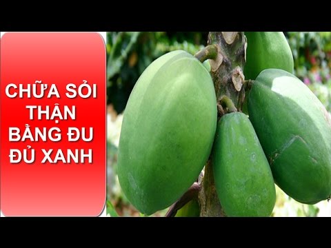 Bài thuốc trị sỏi thận trong dân gian an toàn hiệu quả