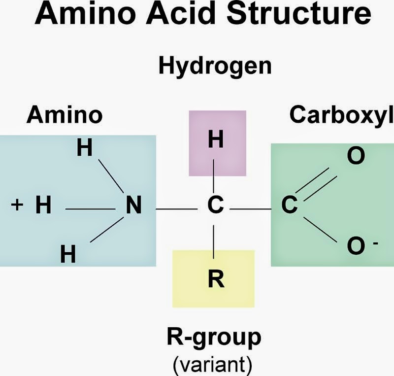 Bảng phân tích Amino Acid