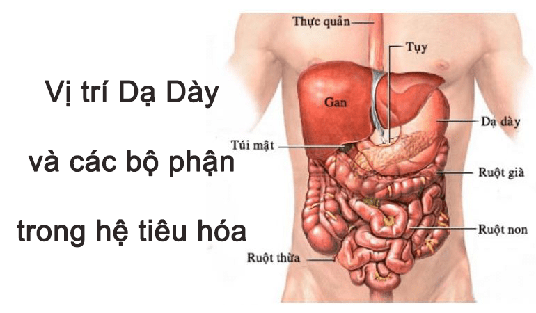 Bảng phân tích chức năng Dạ dày - Ruột