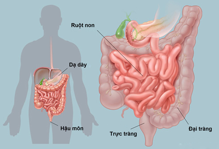 Bảng phân tích chức năng Dạ dày - Ruột