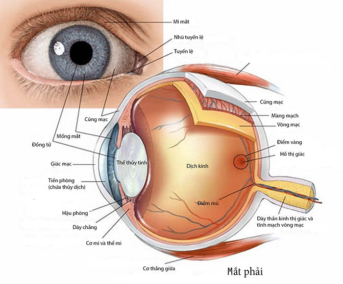 Bảng phân tích chức năng Mắt