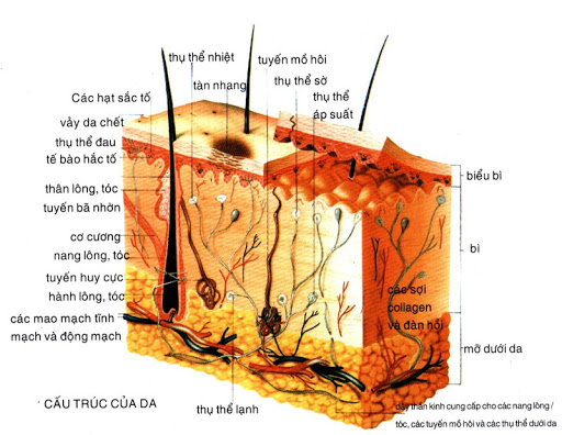Bảng phân tích Da