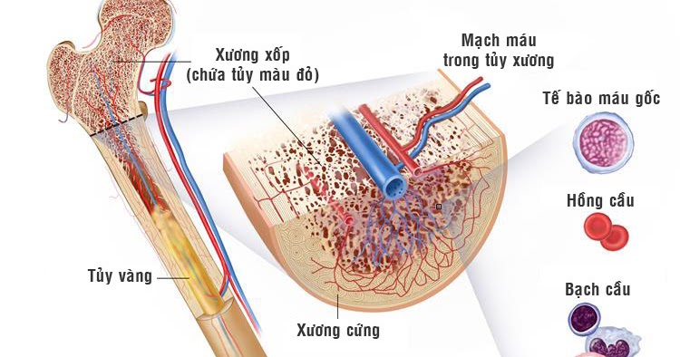 Bảng phân tích tỷ trọng chất khoáng trong xương