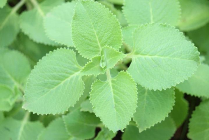 Bé bị ho đờm phải làm sao cho khỏi