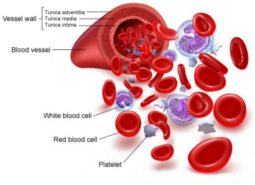 Bệnh ung thư máu có chữa được không và cách phòng như thế nào