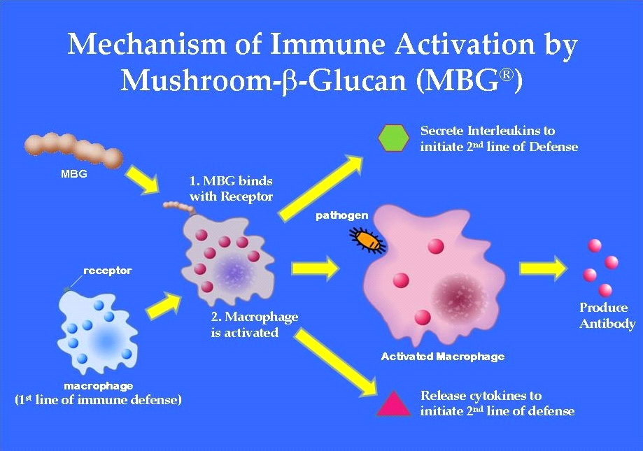 Beta glucan tác dụng như thế nào và mua ở đâu