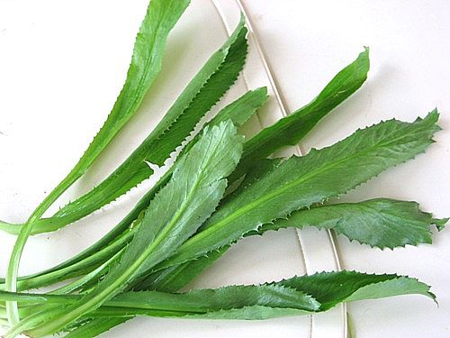 Bị sỏi thận nên uống lá gì tốt an toàn