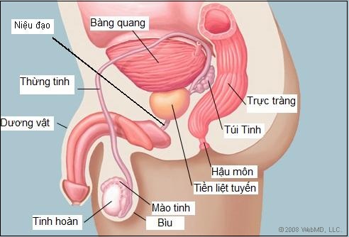 phì đại tiền liệt tuyến