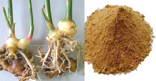 bột rễ gừng