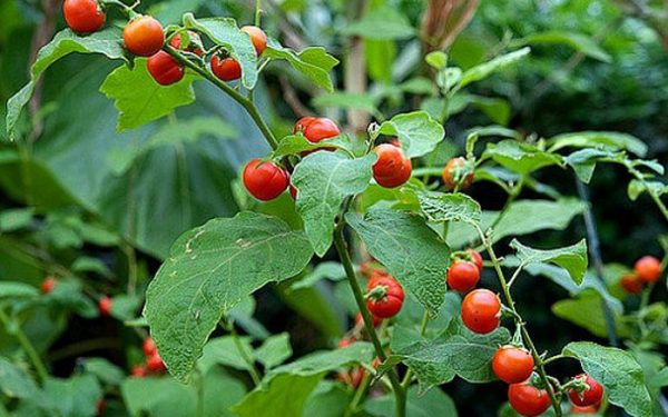 Cà gai leo có tác dụng gì với sức khỏe con người