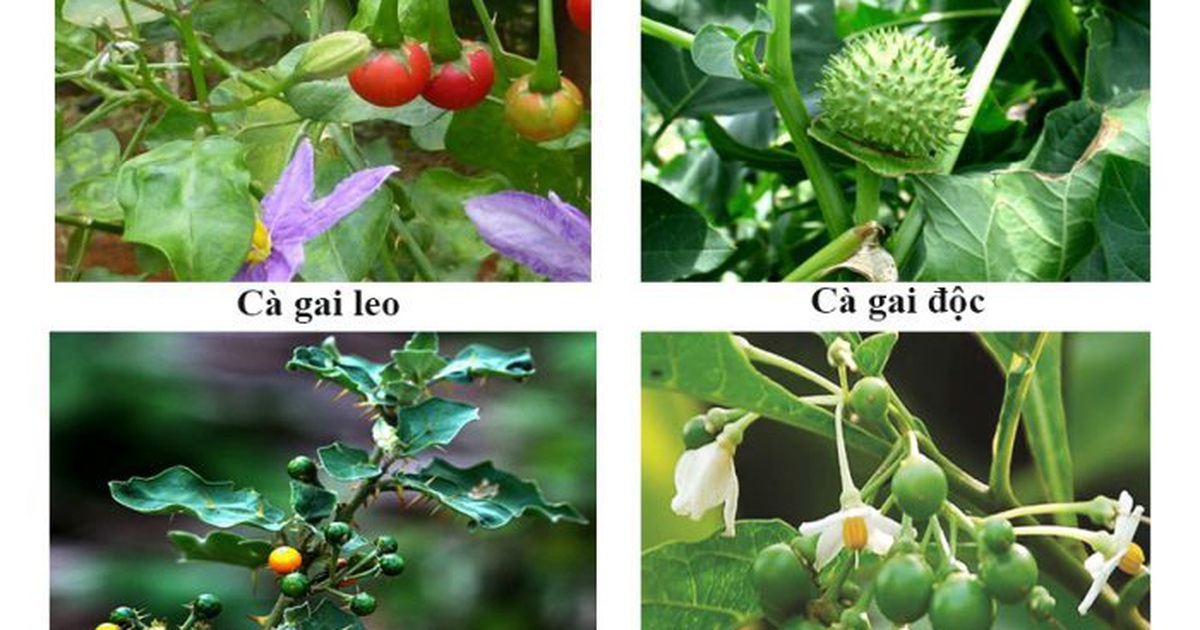 Cà gai leo có tác dụng gì với sức khỏe con người