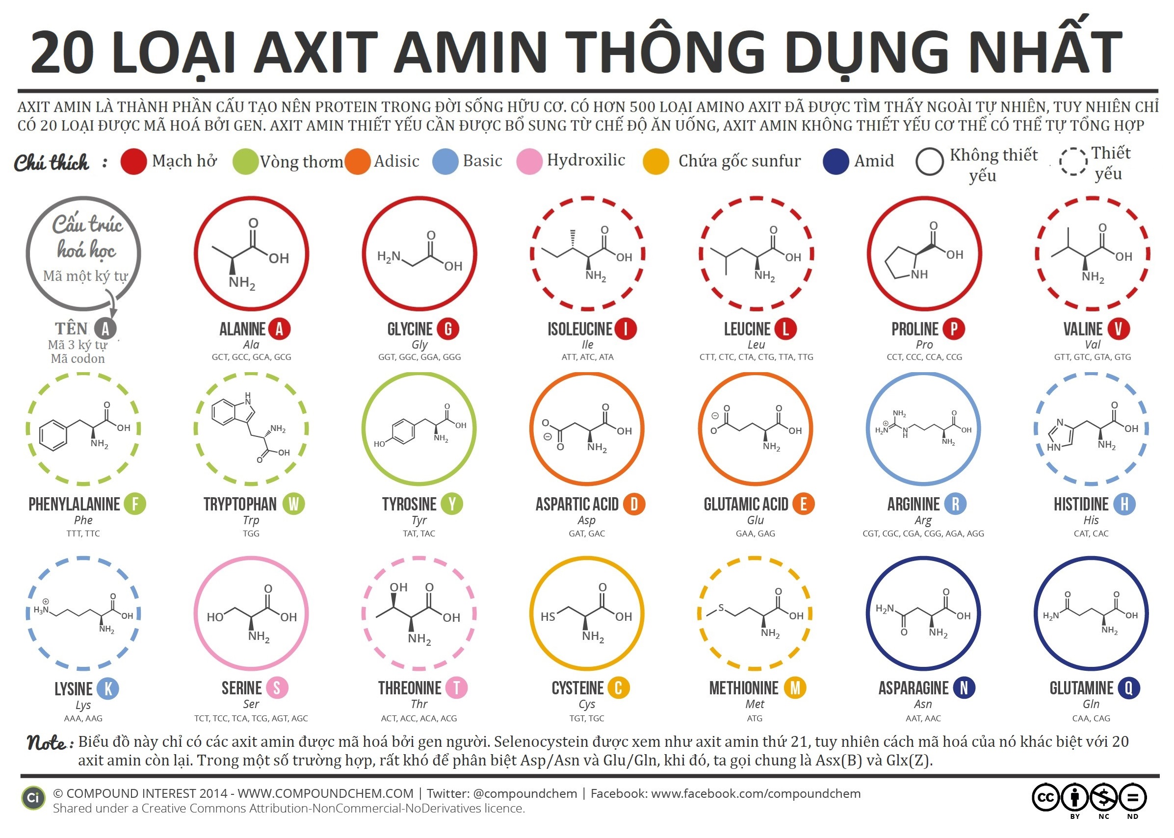 Các loại axit amin thiết yếu và không thiết yếu trong cơ thể