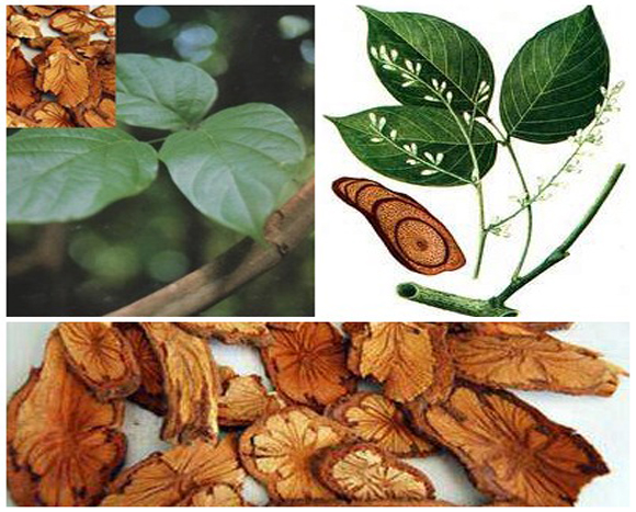 Các loại cây chữa bệnh xương khớp an toàn hiệu quả