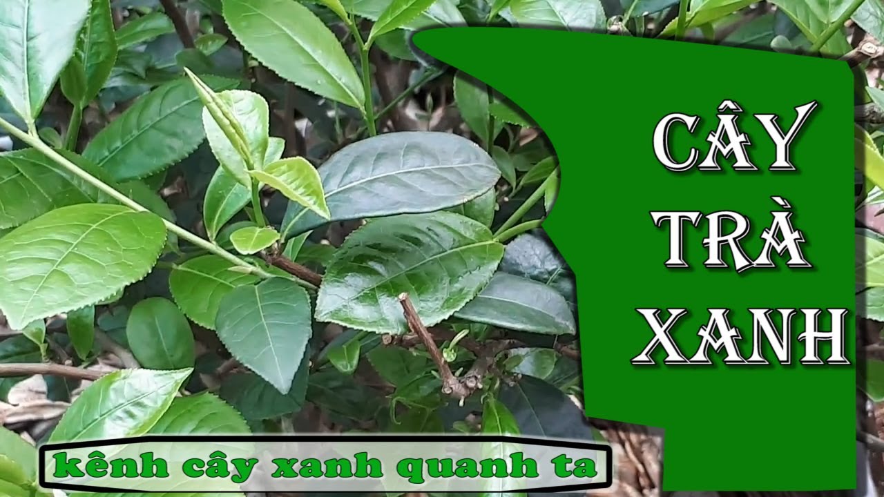Các loại cây thuốc nam chữa bệnh xương khớp hiện nay
